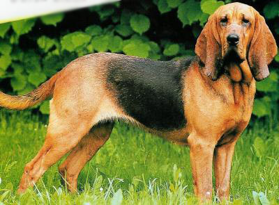 CAINE DE SAINT HUBERT BLOODHOUND